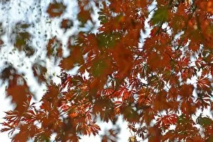 Images Dated 11th October 2014: Autumn leaves of the Downy Japanese Maple -Acer japonicum Aconitifolium-, Emsland, Lower Saxony