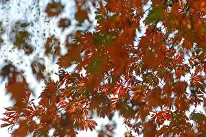 Sapindaceae Prints: Autumn leaves of the Downy Japanese Maple -Acer japonicum Aconitifolium