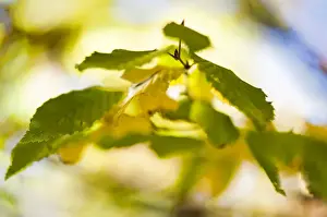 Autumn Leaf Prints: Autumn leaves of a Hop Hornbeam -Ostrya carpinifolia- in Markt Schwaben