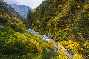 Images Dated 3rd November 2013: Autumn leaves in Kurobe gorge