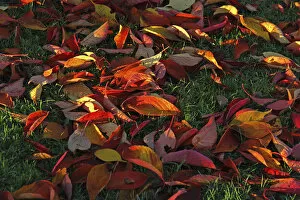 Autumn leaves lying on the grass