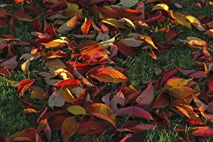 Autumn Leaf Prints: Autumn leaves lying on the grass