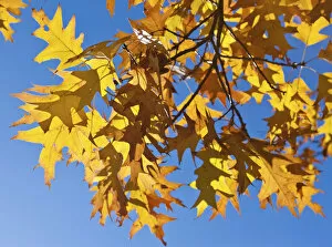 Images Dated 26th October 2010: Autumn leaves of a Norway Maple -Acer platanoides-