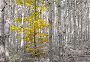 Images Dated 28th October 2011: Autumn leaves of a single deciduous tree between pine trees, Dahlen, Saxony, Germany