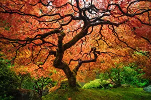 Piriya Wongkongkathep (Pete) Landscape Photography Gallery: Autumn maple tree