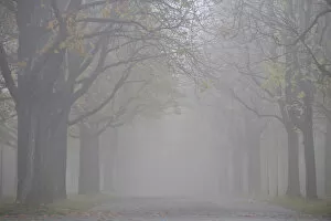 Mist Collection: Autumn mood, tree-lined avenue in fog, Stuttgart, Baden-Wuerttemberg, Germany, Europe