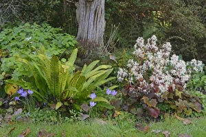 Iris Family Gallery: Autumn Saxifrage -Saxifraga cortusifolia Rubrifolia-, Harts-tongue Fern -Phyllitis scolopendrium