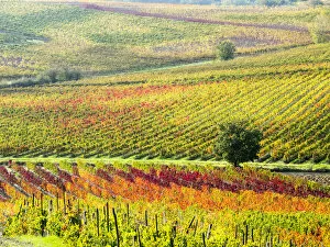 Images Dated 6th November 2013: Autumn Vineyard in full color, Montepulciano, Tuscany, Italy