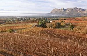 Autumn Vineyard Scenic - High Angle View