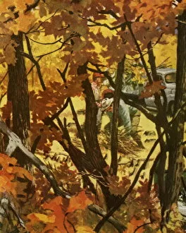Season Gallery: Autumn Woods