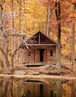 Woods Prints: AUTUMN WOODS FOREST