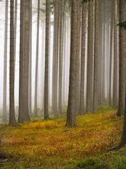 Forests Collection: autumnal, autumnally, bohemian, colours, czech, daylight, daytime, eastern, european