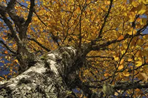 Birch Tree Prints: Autumnal birch (Betula)