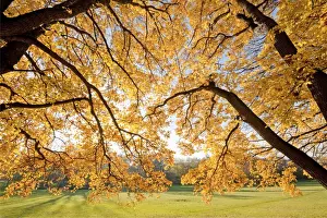Autumn Leaf Prints: Autumnal coloured Field Maple -Acer campestre- in a park, Erfurt, Thuringia, Germany