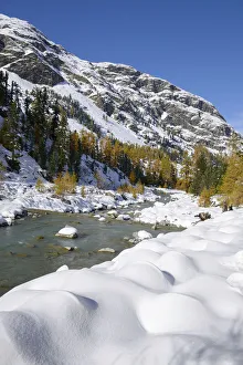 Images Dated 22nd April 2012: Autumnal coloured Larch -Larix- forest in the freshly snow-covered Val Roseg valley, Pontresina