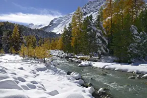 Alpen Prints: Autumnal coloured Larch -Larix- forest in the freshly snow-covered Val Roseg valley