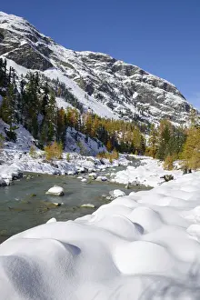 Alpen Prints: Autumnal coloured Larch -Larix- forest in the freshly snow-covered Val Roseg valley