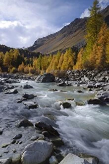 Autumnal coloured Larch -Larix- forest on the Roseg River, Pontresina, Grisons, Engadine, Switzerland, Europe