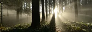 Images Dated 23rd May 2012: Autumnal fog mood in a mixed forest, Horben, Aargau, Switzerland, Europe