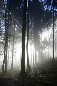 Autumnal fog mood in a mixed forest, Horben, Aargau, Switzerland, Europe