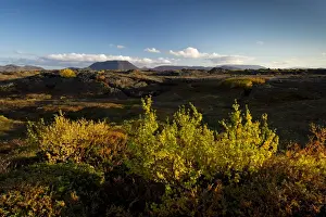 Myvatn Prints: Autumnal foliage, Myvatn area, Northeastern Region, Iceland