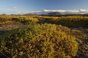 Myvatn Prints: Autumnal foliage, Myvatn area, Northeastern Region, Iceland