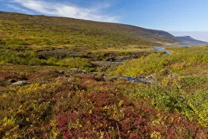 Images Dated 11th September 2014: Autumnal foliage, near Lagarfljot Lake, also Logurinn Lake, near Egilsstaoir, Eastern Region
