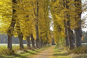 Images Dated 30th October 2011: Autumnal forest, Lueneburg, Lower Saxony, Germany, Europe