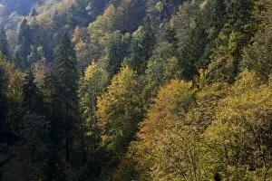 Images Dated 26th September 2011: Autumnal forest near the Scheidegger waterfalls, Allgaeu, Bavaria, Germany, Europe