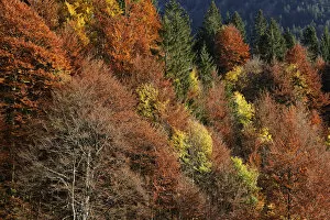 Autumnal mixed forest at Hoelltobel, community of Oberstdorf, Upper Allgaeu, Allgaeu, Swabia, Bavaria, Germany, Europe