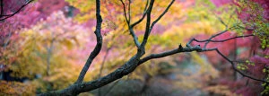 Images Dated 19th November 2014: Autumnal panoramic in Kyoto, Japan