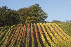 Autumnal vineyard, Theilheimer Mainleite near Waigolshausen, Main River Triangle, Lower Franconia, Franconia, Bavaria