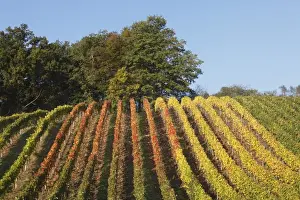 Viniculture Prints: Autumnal vineyard, Theilheimer Mainleite near Waigolshausen