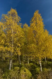 Images Dated 11th September 2014: Autumnally coloured birch trees -Betula pendula-, Lake Lagarfljot, near Egilsstaoir, East Iceland