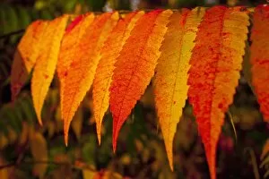 Autumnally coloured sumac leaves, Bromont, Eastern Townships, Quebec Province, Canada