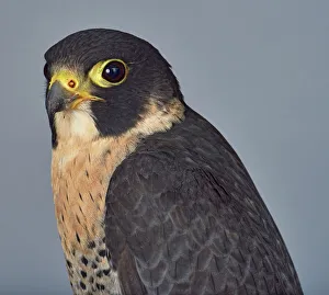 Pink Collection: ave, avian, black, brown eye, captive animals, duck hawk, falcon, falconidae, falco peregrinus