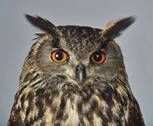 Images Dated 29th January 2015: ave, avian, bubo bubo, captive animals, carnivorous, eagle-owl, ear tufts, eurasian eagle-owl