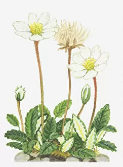 Images Dated 29th November 2011: avens, botany, bud, cut out, dryas, dryas octopetala, flower, foliage, leaf, growth