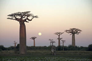 Images Dated 18th June 2008: Avenue Du Baobab, Baobab Tree, Dusk, Field, Landscape, Madagascar, Morondava, Nature