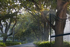 Images Dated 4th March 2014: Avenue leading up to Buitenverwachting Estate. Constantia Cape Town. RSA