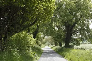 Pathway Prints: Avenue, Monasterboice, County Louth, Leinster, Ireland, Europe