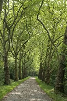 Images Dated 10th September 2014: Avenue of Plane Trees -Platanus- near Konstanz, Baden-Wurttemberg, Germany
