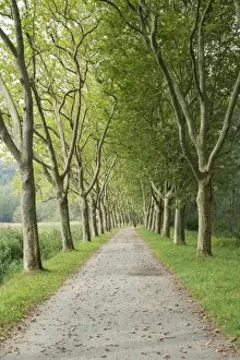 Images Dated 10th September 2014: Avenue of Plane Trees -Platanus- near Konstanz, Baden-Wurttemberg, Germany