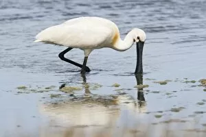 Holland Gallery: aves, common spoonbill, dutch, holland, in water, natural environment, nederland