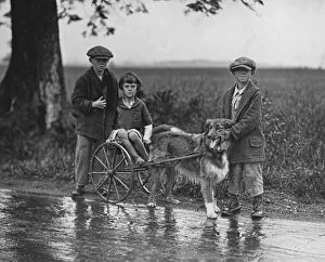 The Keystone Press Agency Collection Gallery: Avis On Dog Cart