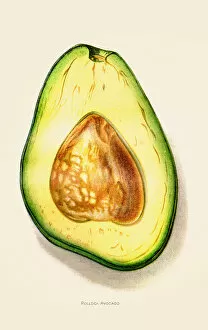 Images Dated 7th June 2018: Avocado illustration 1892