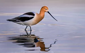 Images Dated 20th May 2016: Avocet
