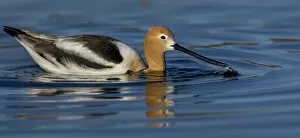 Floating On Water Gallery: Avocet in the Morning Light