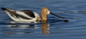 Foraging Gallery: Avocet in the Morning Light