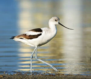 Images Dated 17th February 2017: Avocet (Recurvirostra) Walking Along Waters Edge at Fort Myers Beach